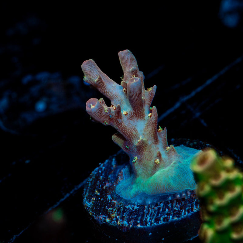 Purple Haze Acropora Coral with branching growth in reef aquarium