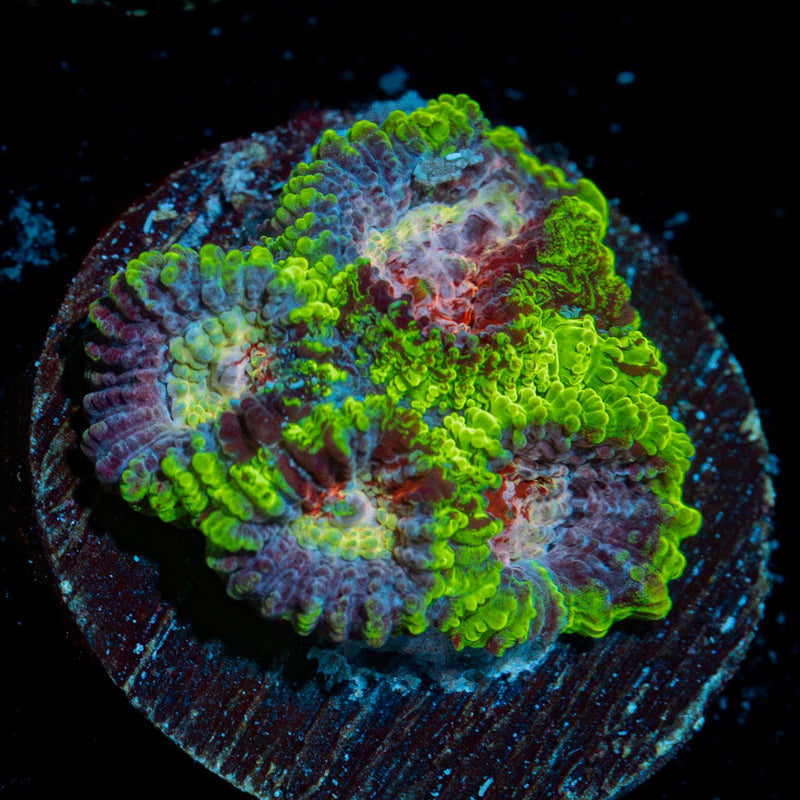 Purple Heart Dips Astraea Coral with encrusting growth in reef aquarium