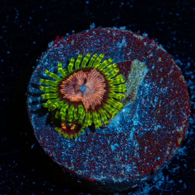 Purple Monster Zoanthid Coral colony growth in reef aquarium