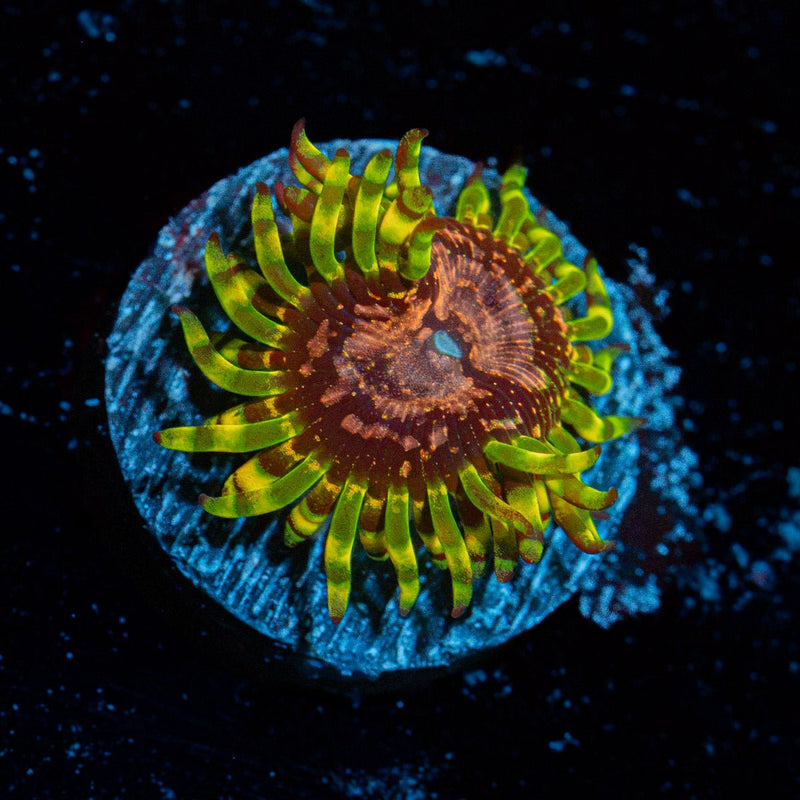 Purple Monsters Zoanthid Coral with colony growth in reef aquarium