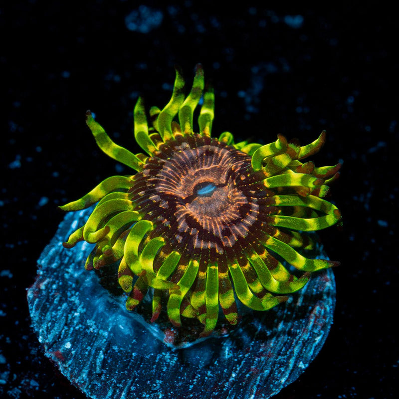 Purple Monsters Zoanthid Coral colony growth in reef aquarium