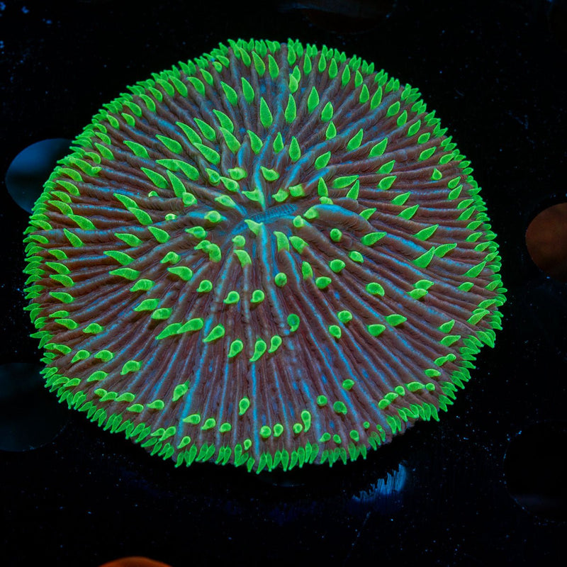 Purple Plate coral with fleshy open polyp in reef aquarium