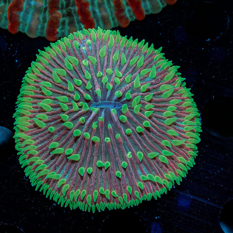 Purple Plate coral with fleshy open polyp in reef aquarium
