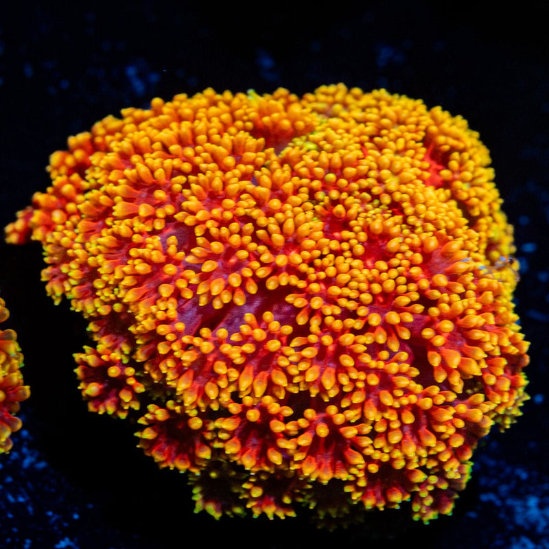 Rainbow Barnardapora Coral with flower-like polyps in reef aquarium