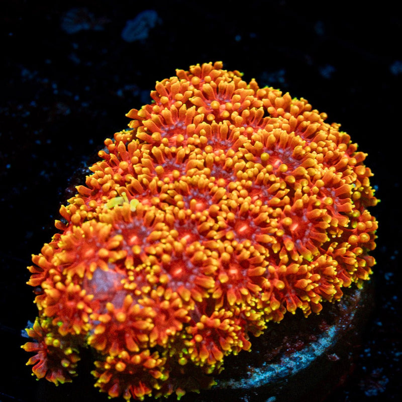Rainbow Bernardpora Coral with flower-like polyps in reef aquarium