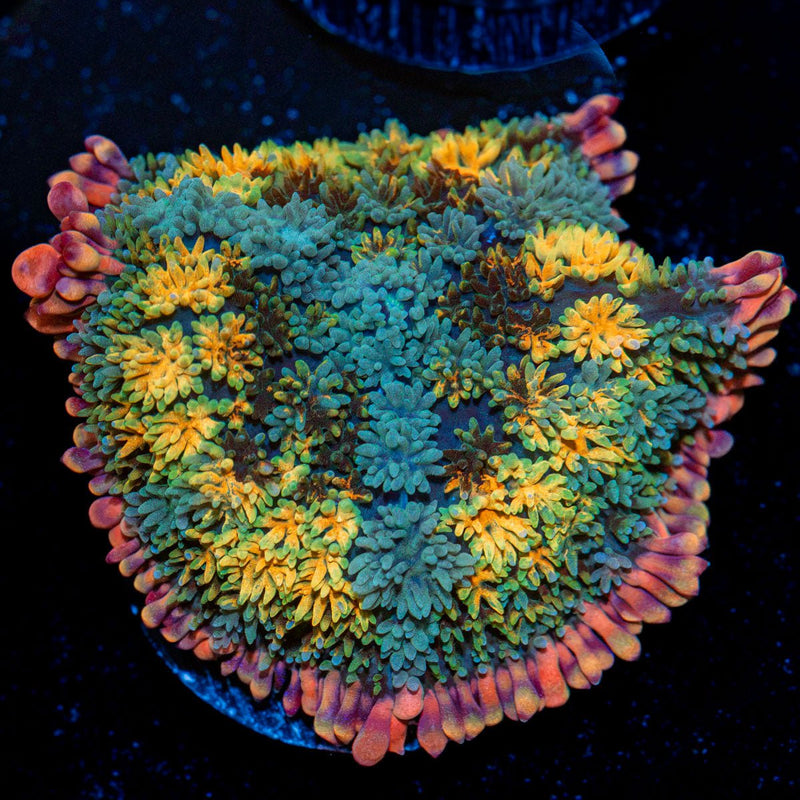 Rainbow Frankenstein Mushroom Coral