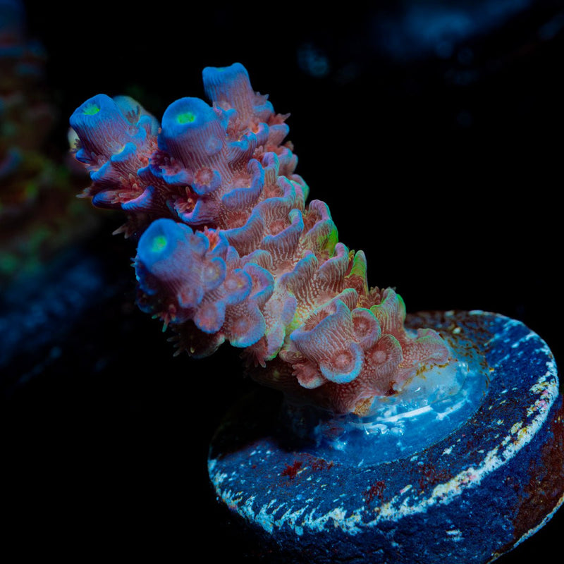 Rainbow Fusion Acropora Coral with branching growth in reef aquarium