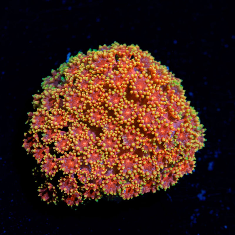 Rainbow Micro goniopora Coral with flower-like polyps in reef aquarium