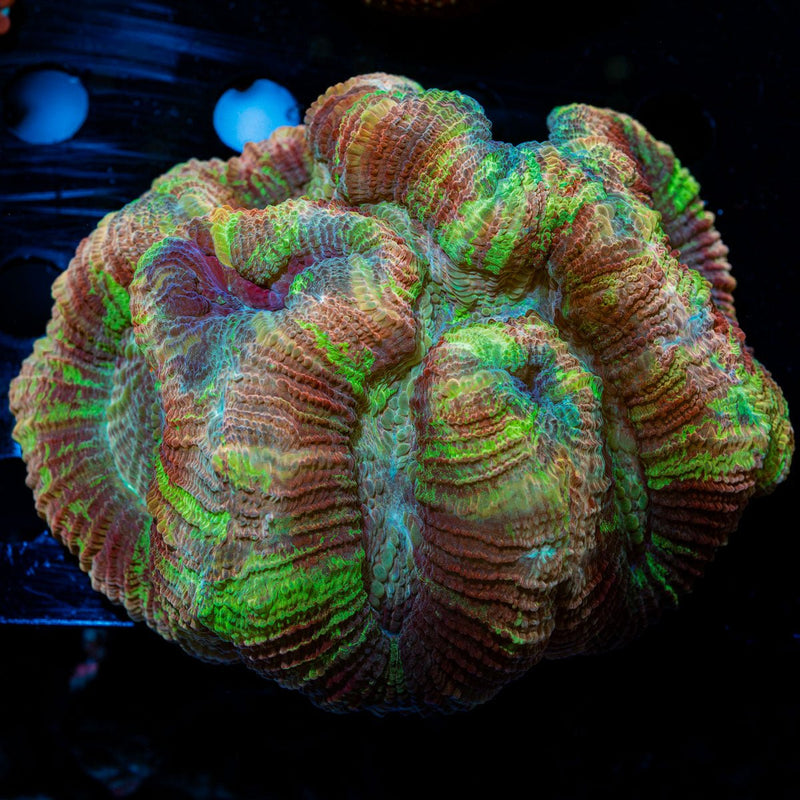Rainbow Trachyphyllia with fleshy open polyp in reef aquarium