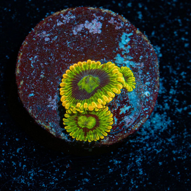 Rainbow Yoda Zoanthid Coral colony growth in reef aquarium