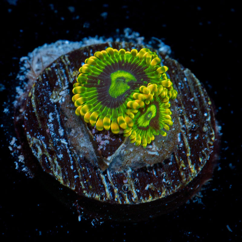 Rainbow Yoda Zoanthid Coral with colony growth in reef aquarium