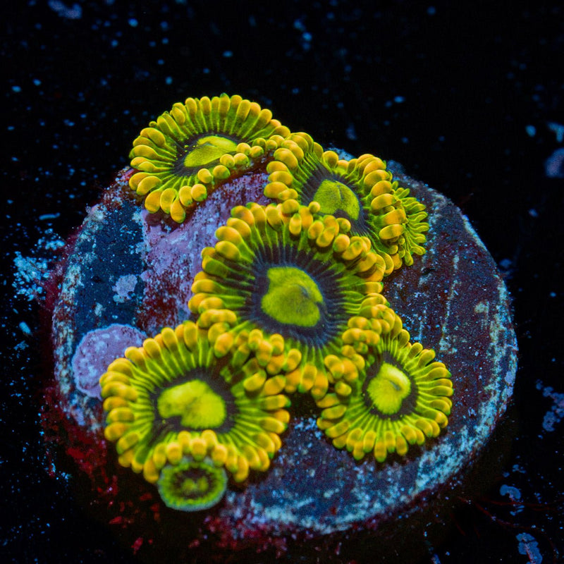 Rainbow Yoda's Zoanthid Coral