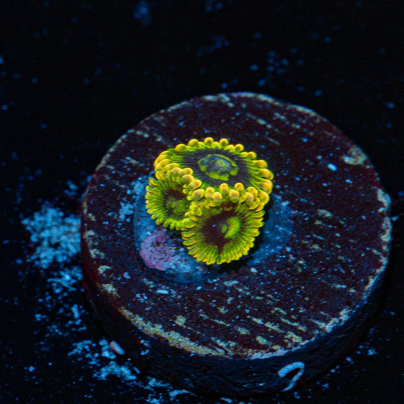 Rainbow Yoda's Zoanthid Coral with colony growth in reef aquarium