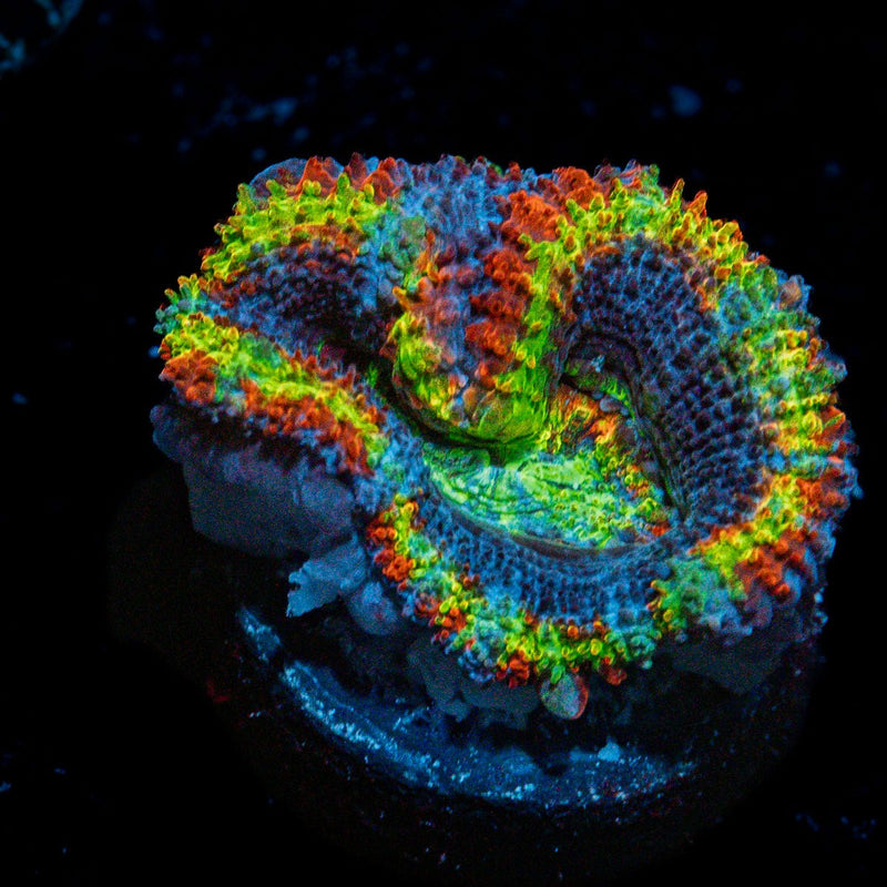 Rampage Micromussa with fleshy polyps in reef aquarium