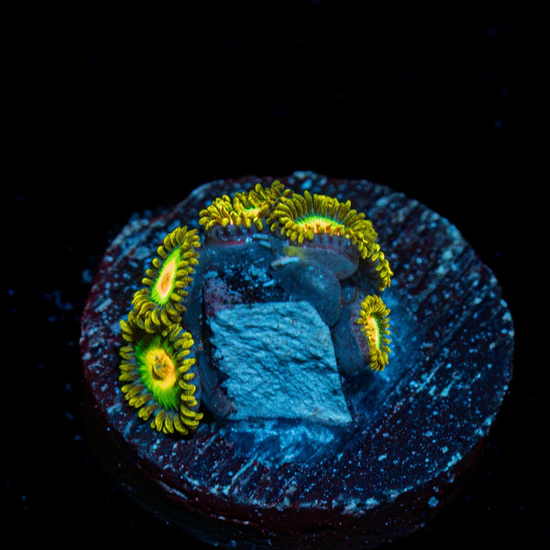 Rasta Zoanthid Coral with colony growth in reef aquarium
