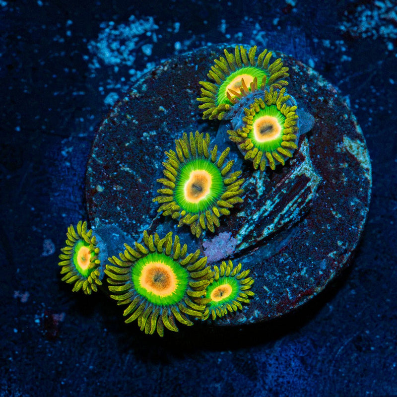 Rasta Zoanthid Coral with colony growth in reef aquarium