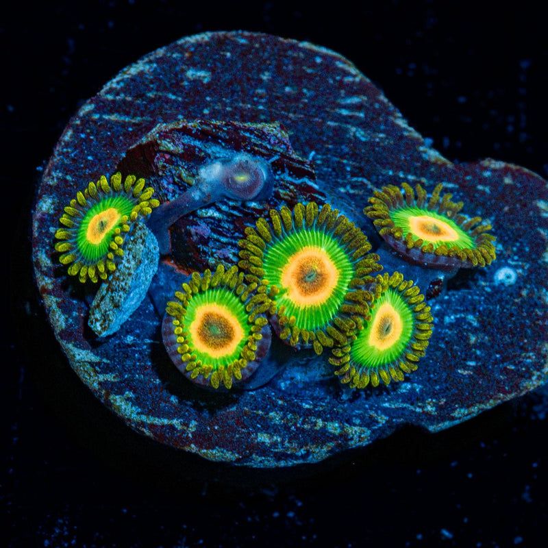 Rasta Zoanthid Coral