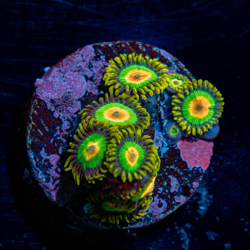 Rasta Zoanthids Coral colony growth in reef aquarium