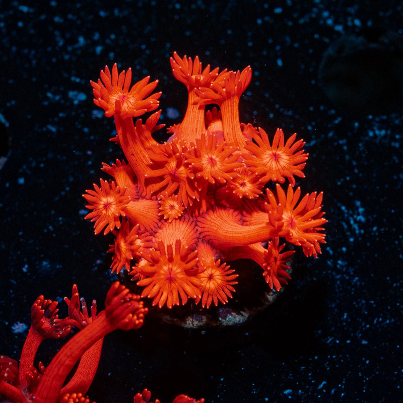 Red Bull Goniopora Coral with flower-like polyps in reef aquarium