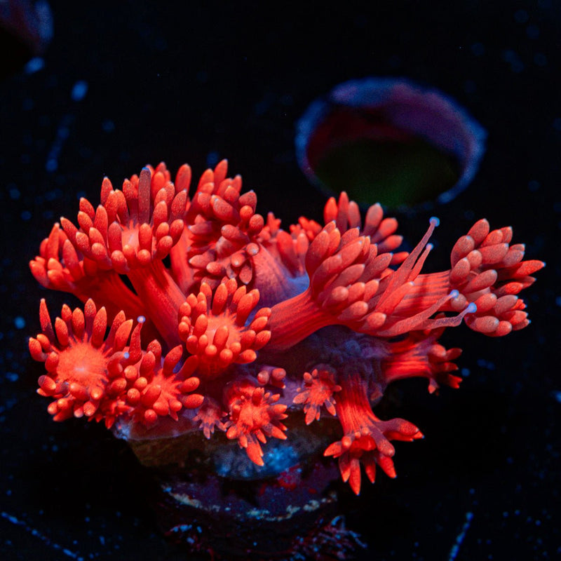 Red Bull Goniopora Coral with flower-like polyps in reef aquarium