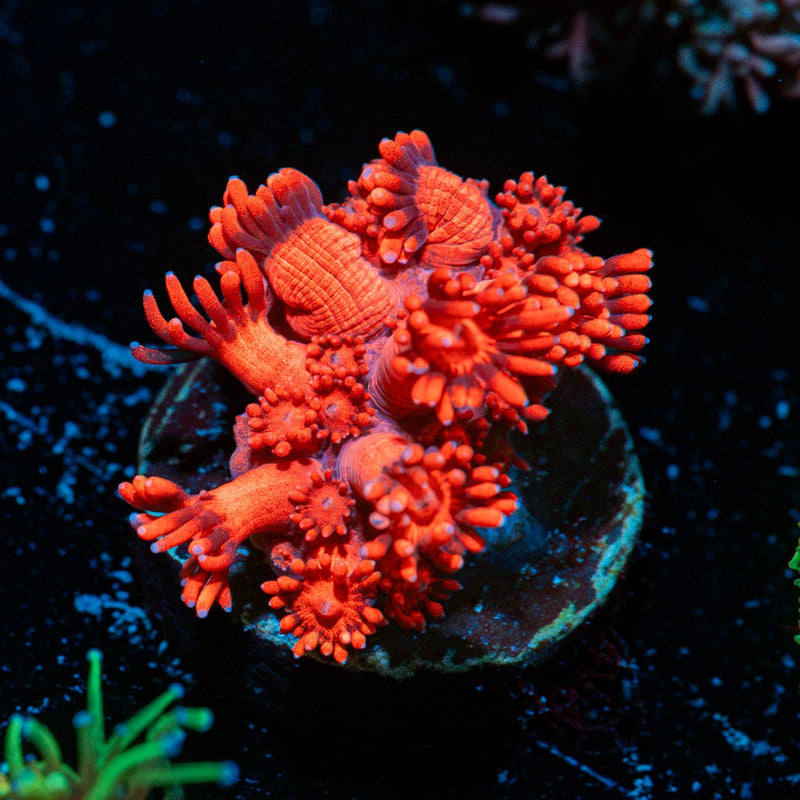 Red Bull Goniopora Coral with flower-like polyps in reef aquarium
