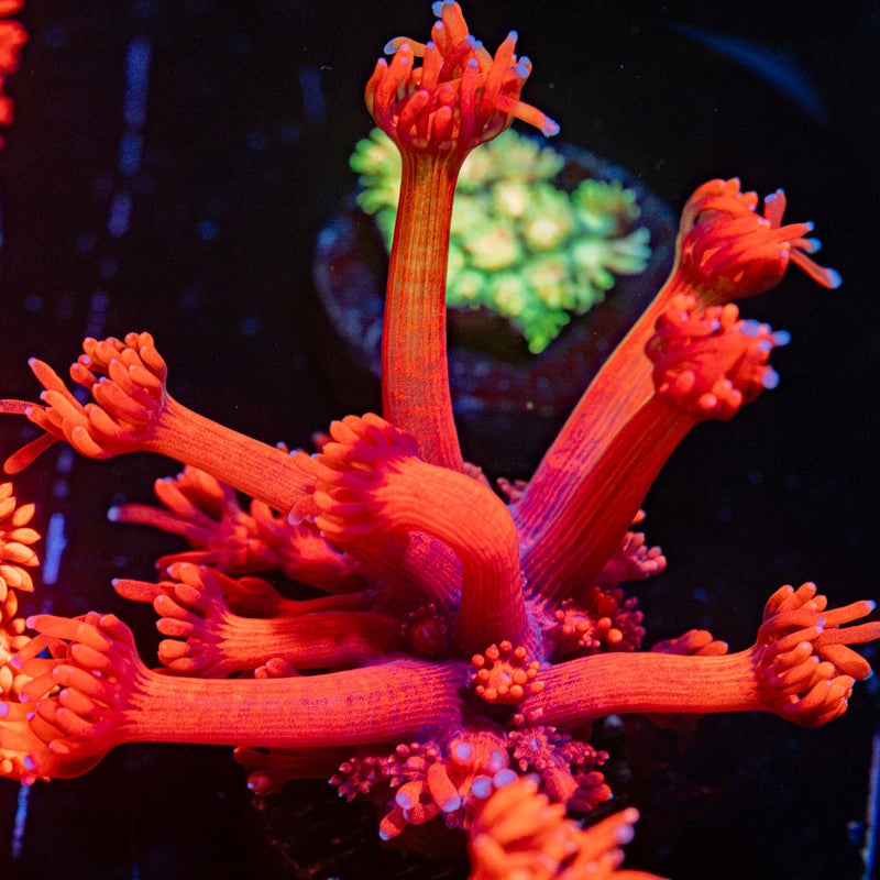 Red Bull Goniopora Coral with flower-like polyps in reef aquarium