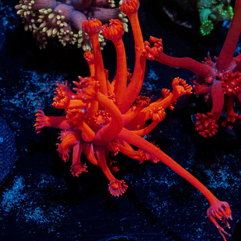 Red Bull Goniopora Coral with flower-like polyps in reef aquarium