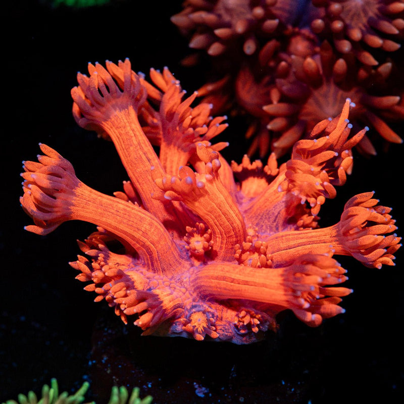 Red Bull Goniopora Coral with flower-like polyps in reef aquarium