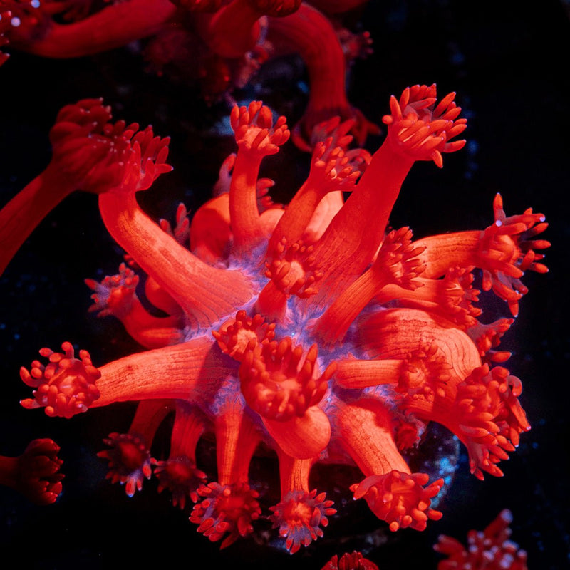 Red Bull Goniopora Coral