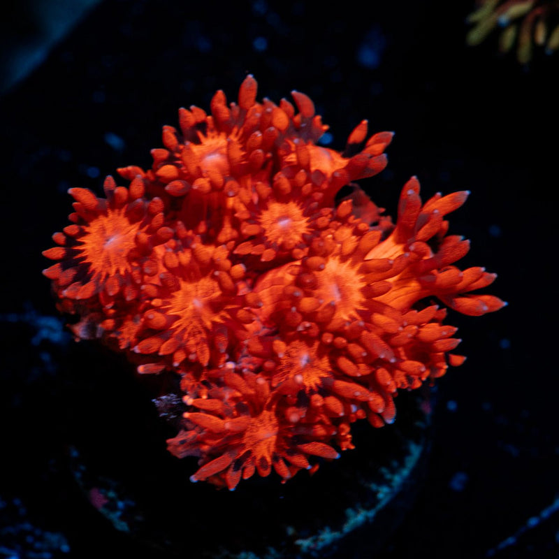 Red Bull Goniopora with flower-like polyps in reef aquarium