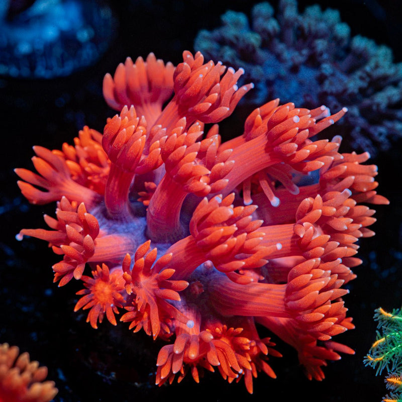 Red Goniopora Coral with flower-like polyps in reef aquarium