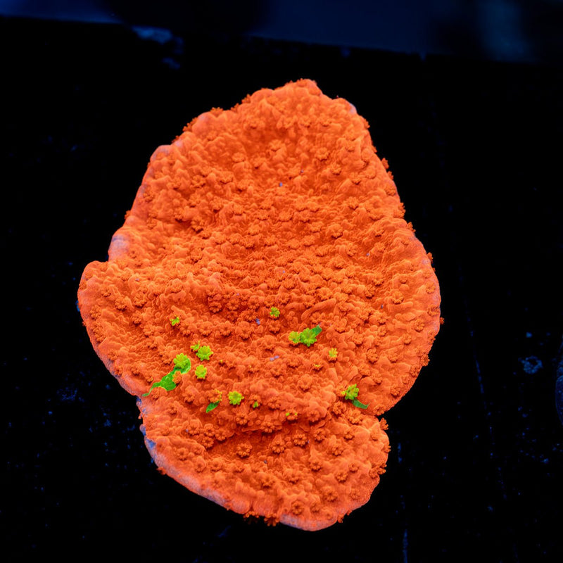 Red Montipora Coral with branching growth in reef aquarium