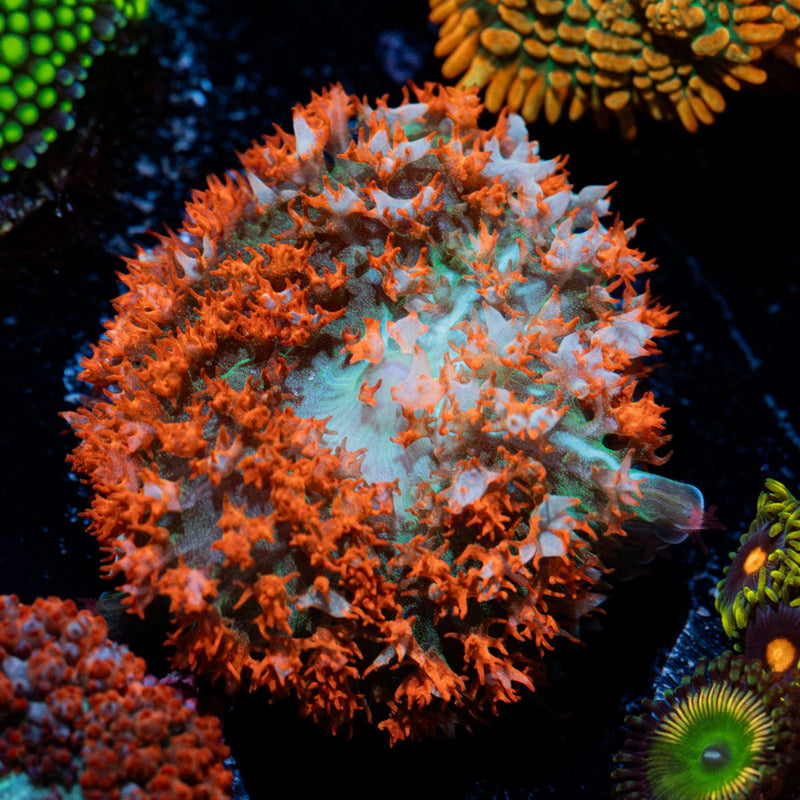 Red Saint Thomas Mushroom Coral with distinctive mushroom disc in reef aquarium