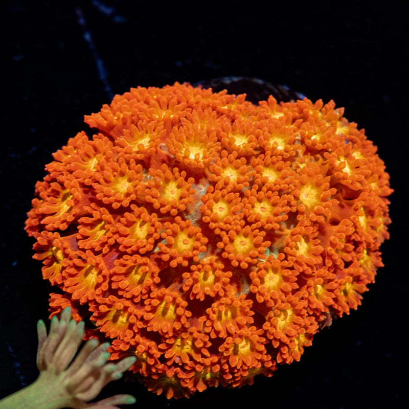 Reese Pieces barnardpora Coral
