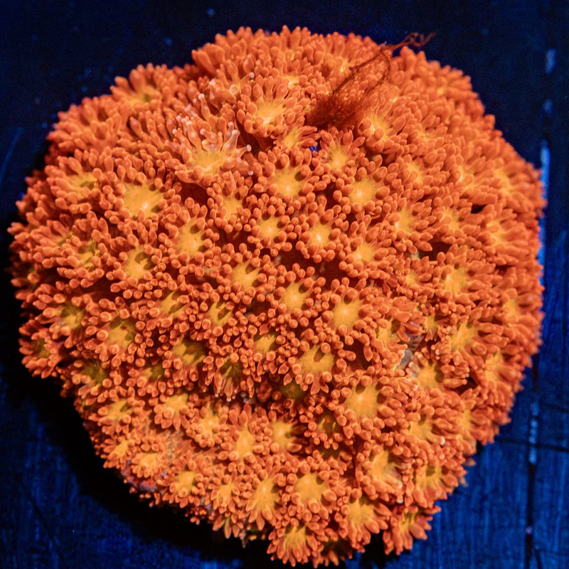 Reese Pieces Micro Goniopora Coral with flower-like polyps in reef aquarium