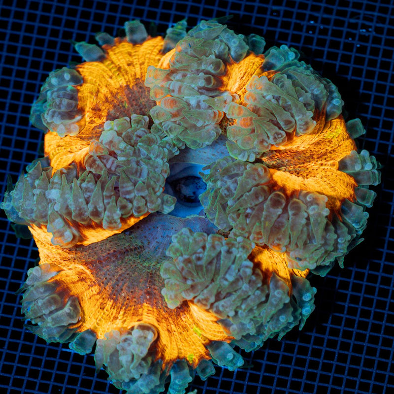 Rock Flower Anemone with colorful oral disc in reef aquarium