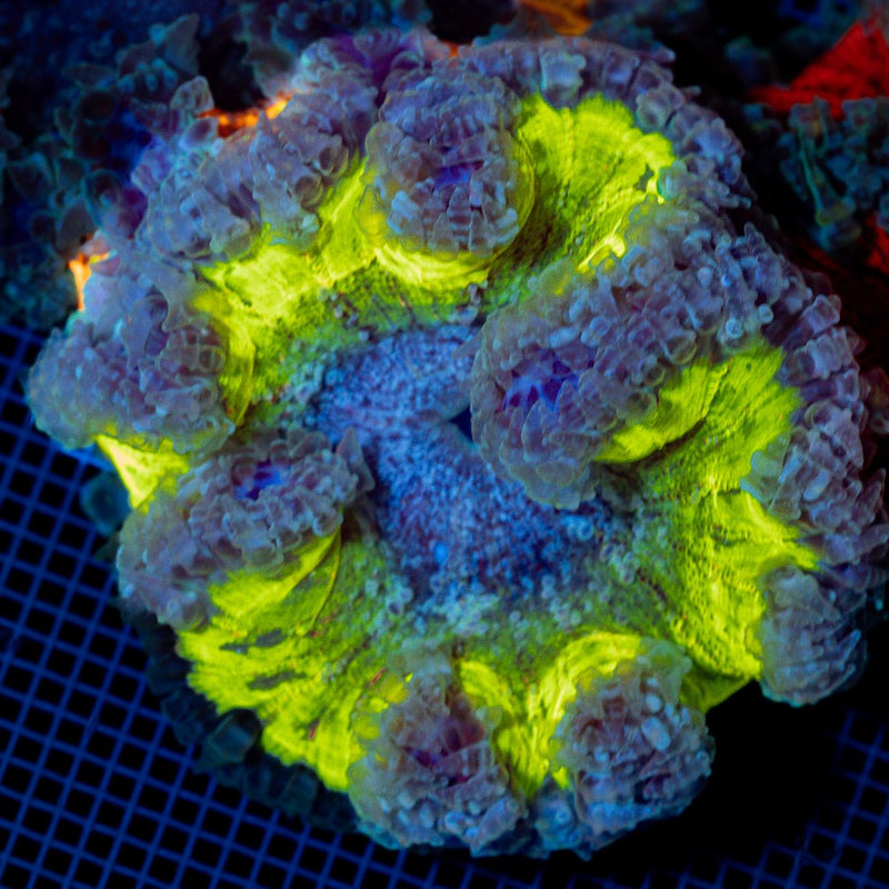 Rock Flower Anemone with colorful oral disc in reef aquarium