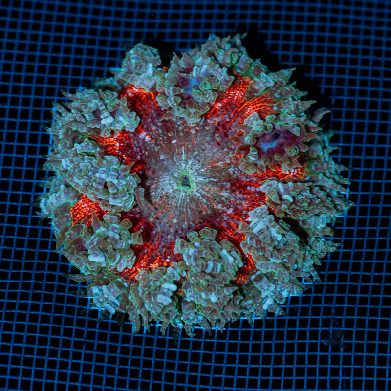 Rock Flower Anemone with colorful oral disc in reef aquarium