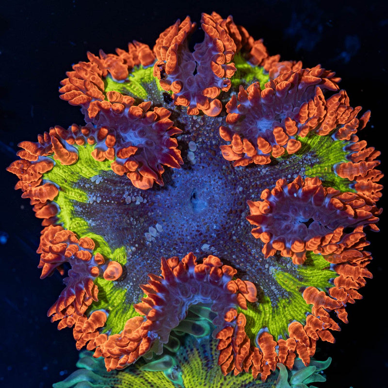 Rock Flower Anemone with oral disc in reef aquarium