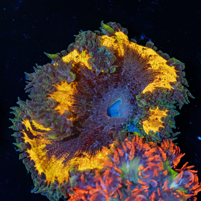 Rock Flower Anemone with oral disc in reef aquarium