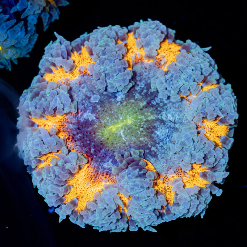 Rock Flower Anemone with colorful oral disc in reef aquarium