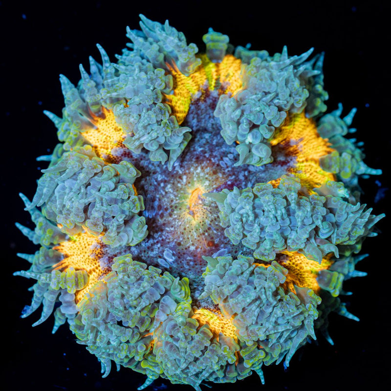 Rock Flower Anemone with colorful oral disc in reef aquarium