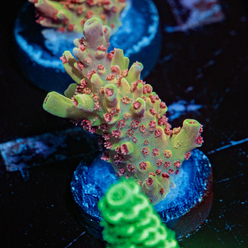 Rocket Man Acropora Coral with branching growth in reef aquarium
