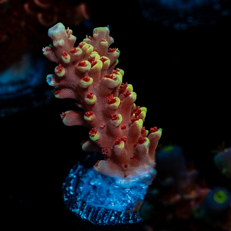 Rocket Man Acropora Coral with branching growth in reef aquarium