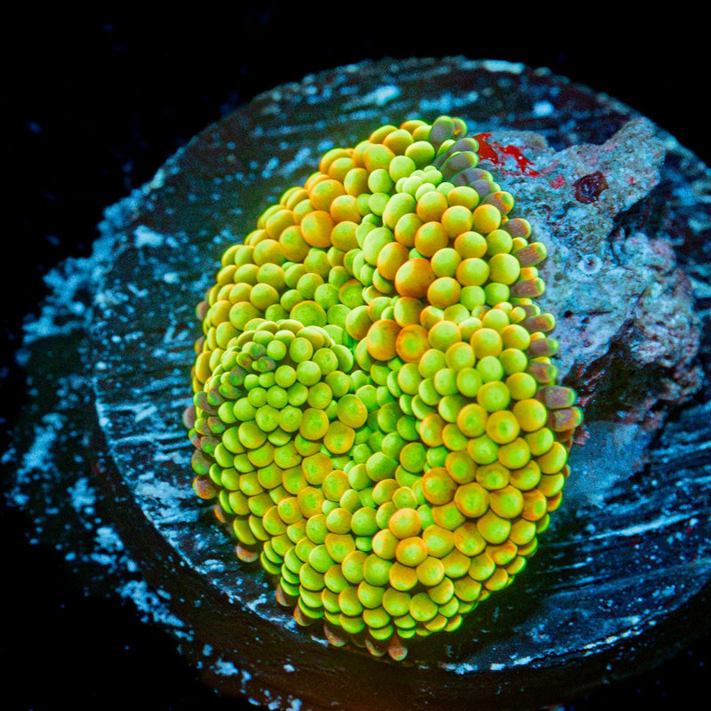 Royal Ricordea Mushroom Coral with mushroom disc in reef aquarium