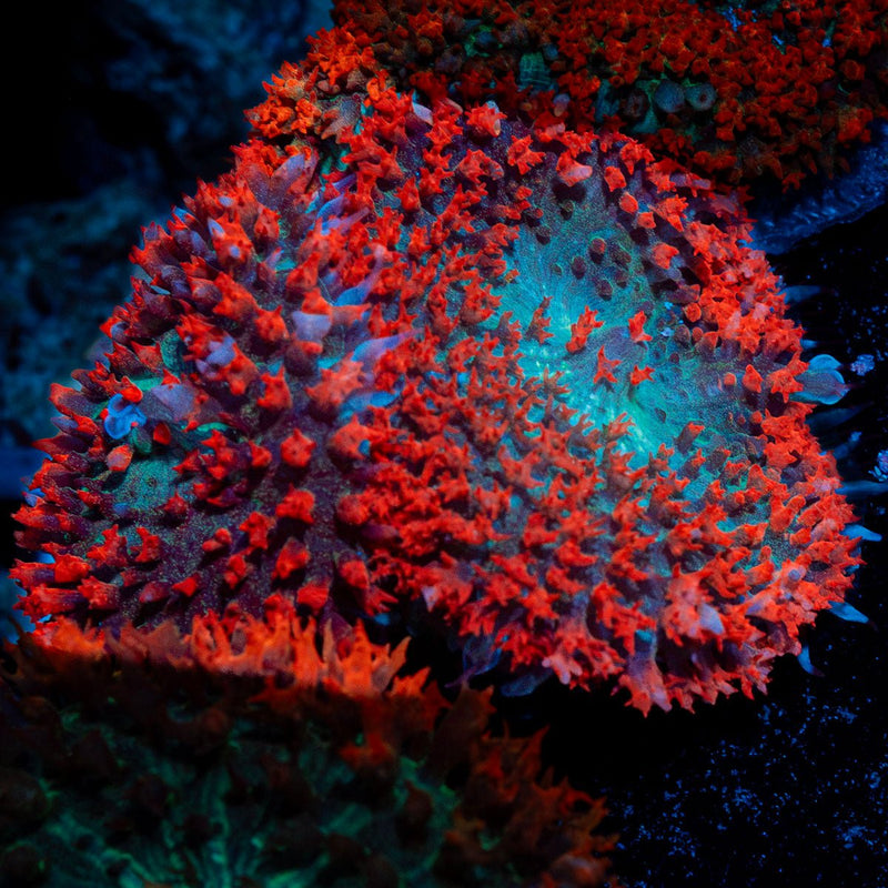 Saint Thomas Mushroom coral with distinctive mushroom disc in reef aquarium