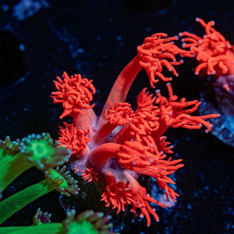 Scarlite Goniopora Coral with flower-like polyps in reef aquarium