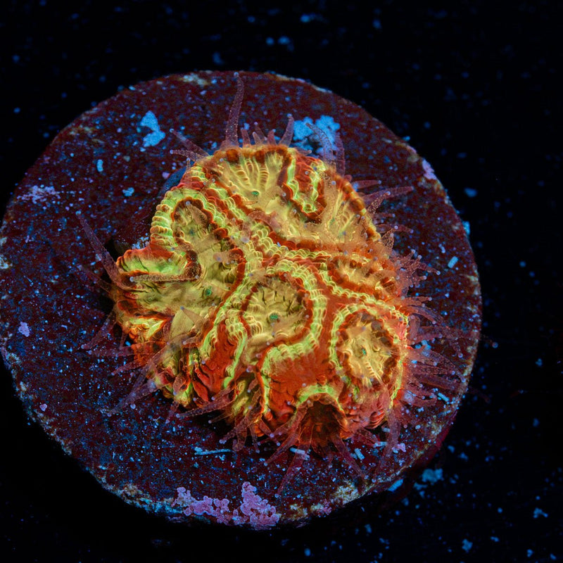Scorpion King Favia Coral with encrusting growth in reef aquarium
