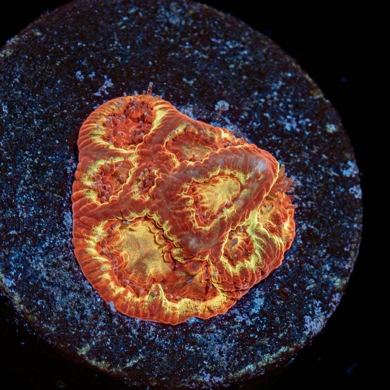 Scorpion King Favia Coral with encrusting growth in reef aquarium