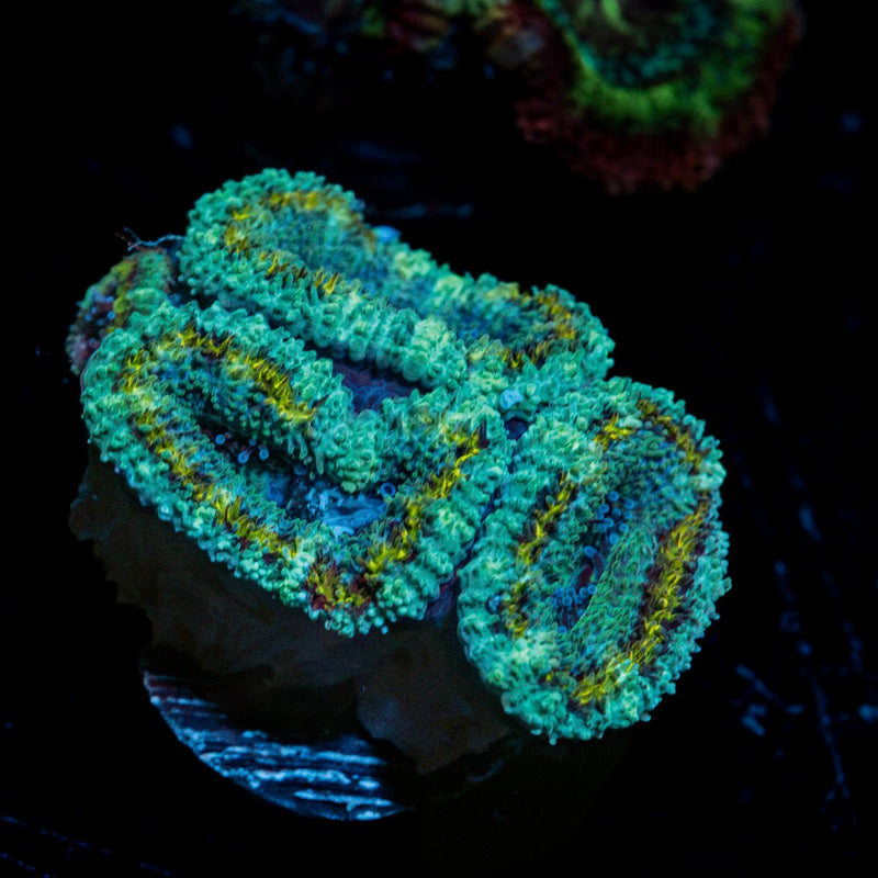Shockwave Acan Micromussa Coral with fleshy polyps in reef aquarium